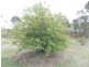 40 Pitts Road, Nanango QLD 4615