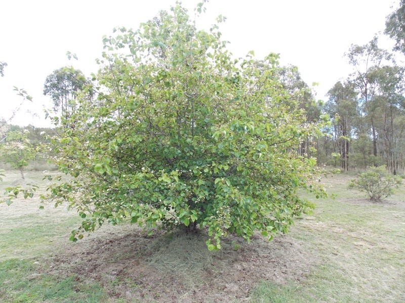 40 Pitts Road, Nanango QLD 4615