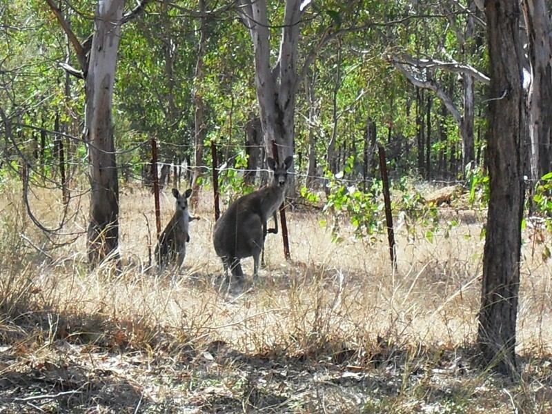 5 George Street, Nanango QLD 4615
