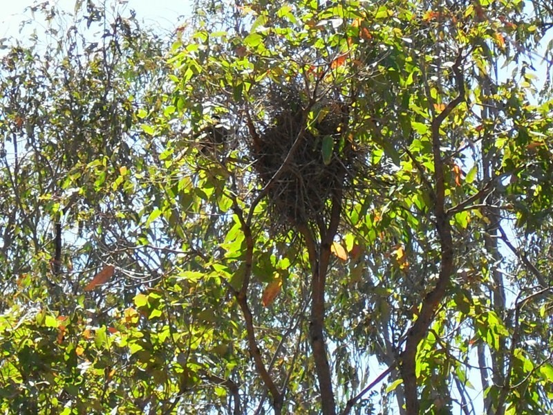 5 George Street, Nanango QLD 4615