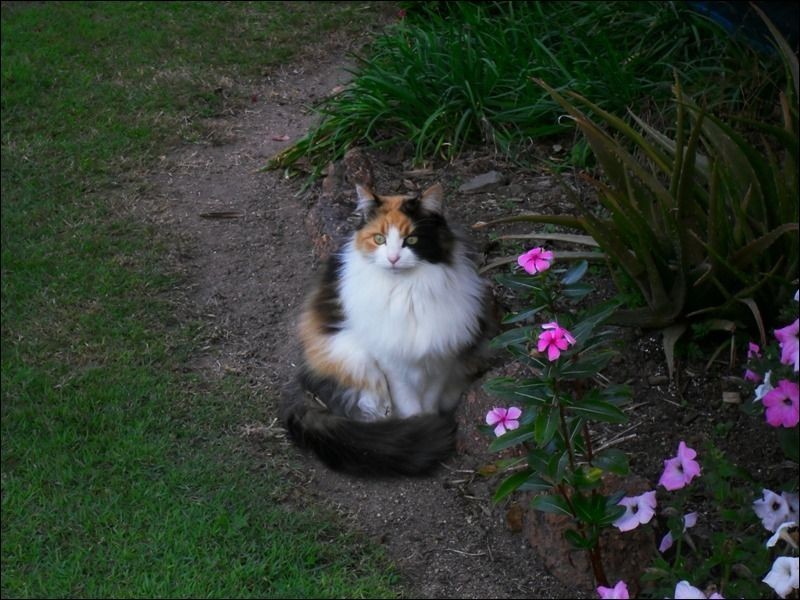 7 Birdie Street, Nanango QLD 4615