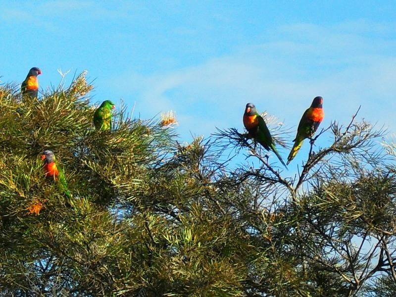 9 Hawthorne Street, Nanango QLD 4615