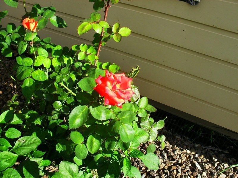 163 Greenhills Drive, Blackbutt QLD 4306