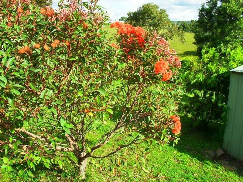 163 Greenhills Drive, Blackbutt QLD 4306