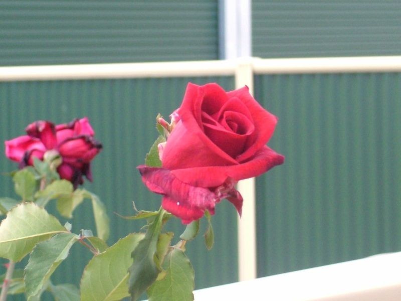 5 Oleander Street, Nanango QLD 4615