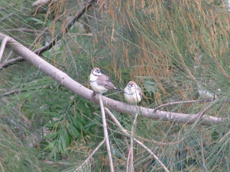 5 Oleander Street, Nanango QLD 4615