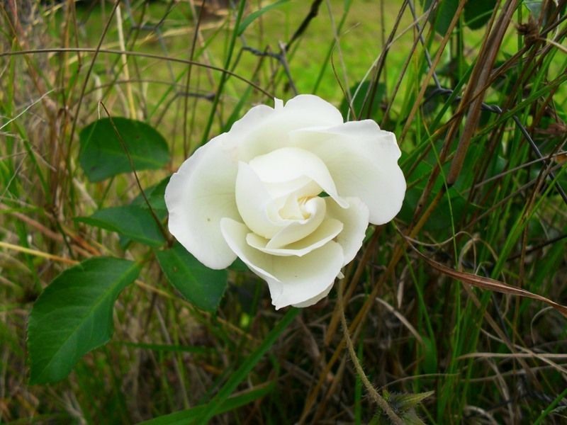 341 Izzard Road, Nanango QLD 4615