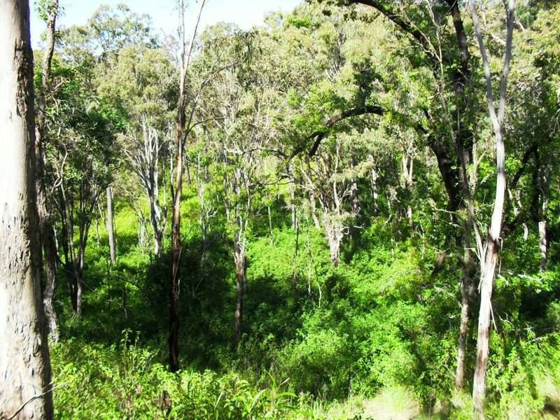 L21 Red Cedar Drive, Wengenville QLD 4615