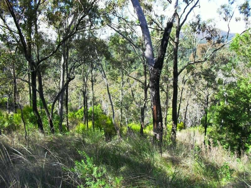 L21 Red Cedar Drive, Wengenville QLD 4615