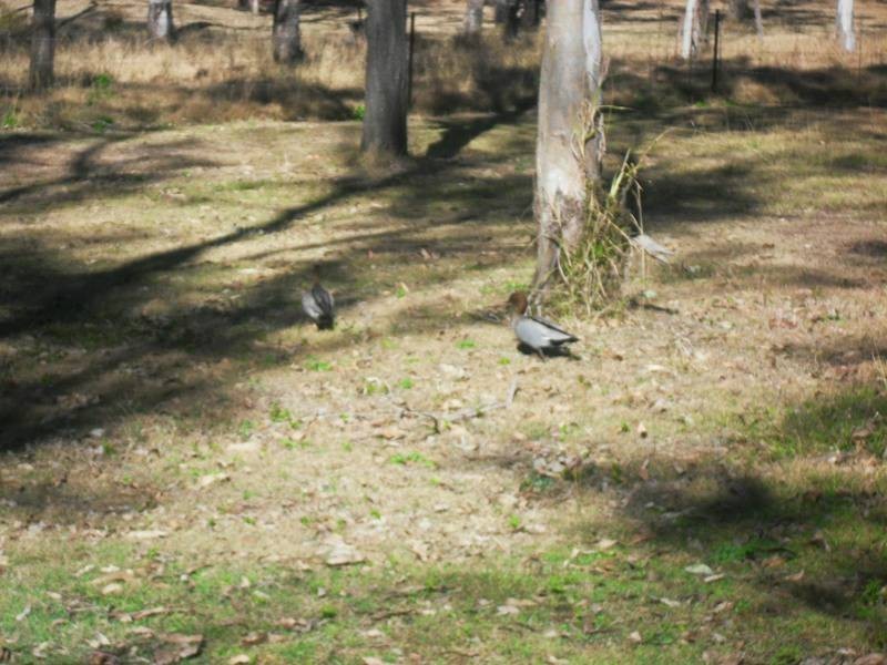 211 Old Esk North Road, Nanango QLD 4615