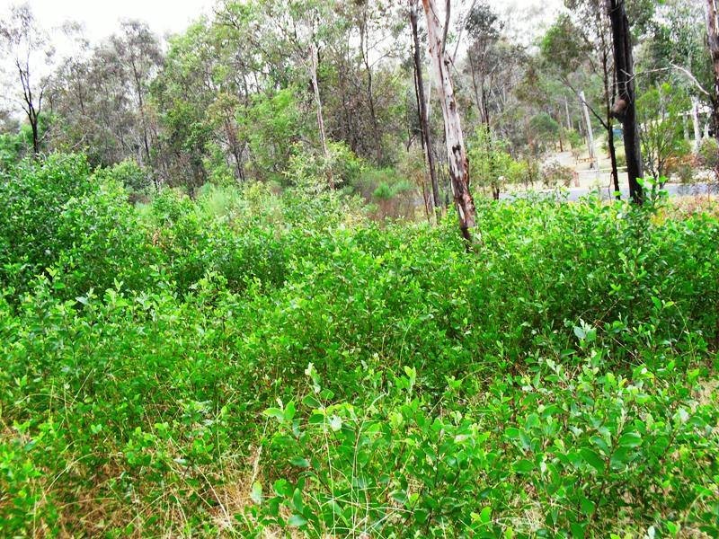 5 Norman Road, Tarong QLD 4615