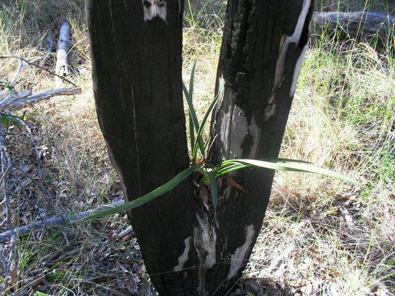 L24 Wattle Camp Road, Wattle Camp QLD 4615