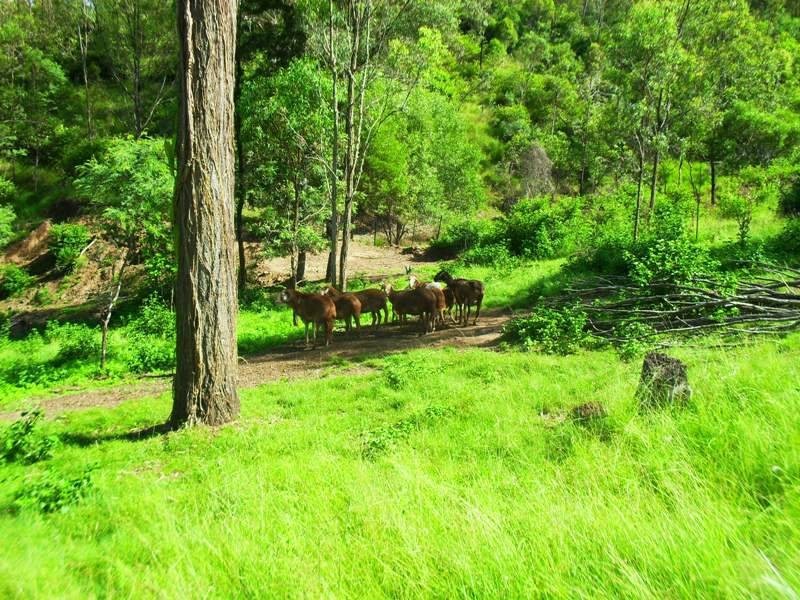 405 Hamilton Road, Nanango QLD 4615