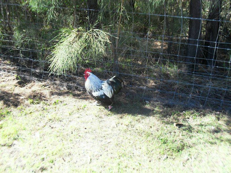 97 Elouera Drive, Nanango QLD 4615