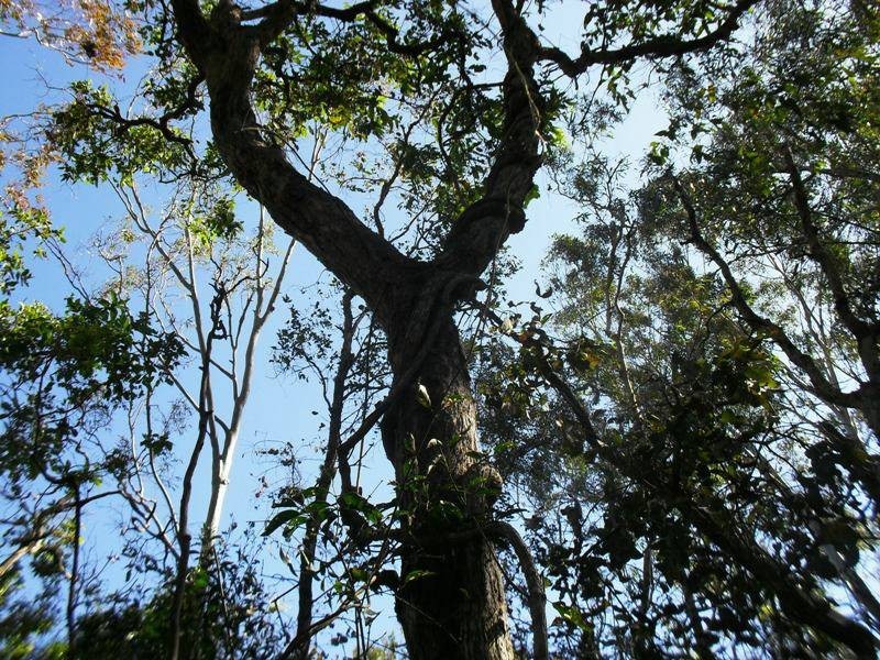 371 Old Esk North Road, Nanango QLD 4615