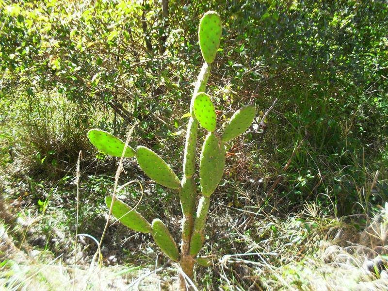 371 Old Esk North Road, Nanango QLD 4615