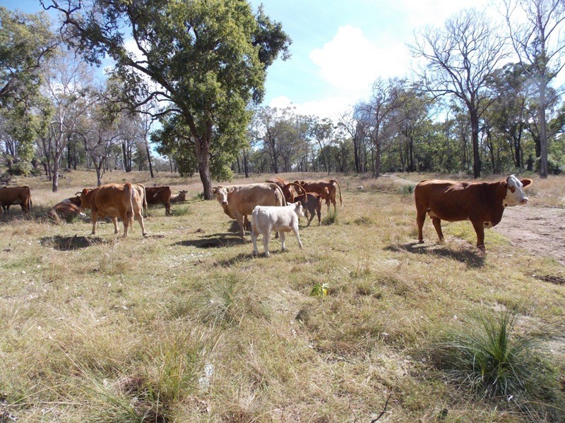 Lot 49 Maidenwell Upper Yarraman Road, Maidenwell QLD 4615