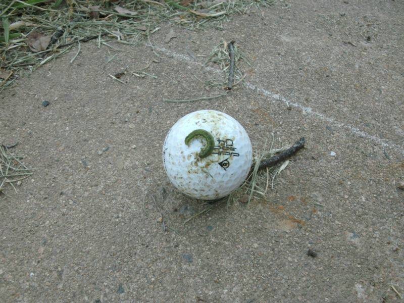 5 Conroy Street, Nanango QLD 4615