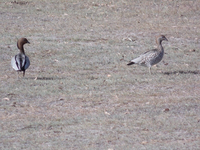 35 Tara Avenue, Nanango QLD 4615