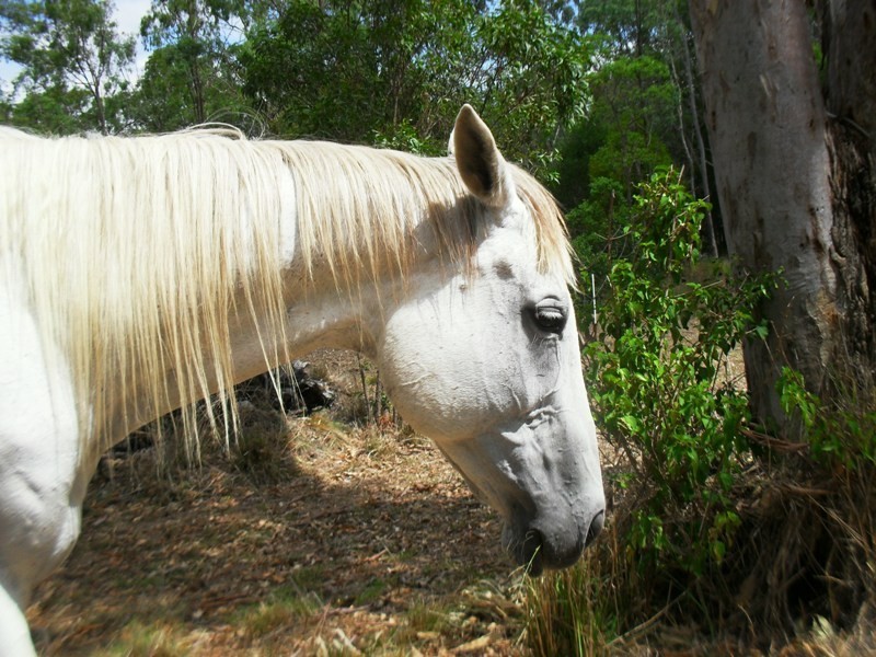 237 Old Esk North Road, Nanango QLD 4615