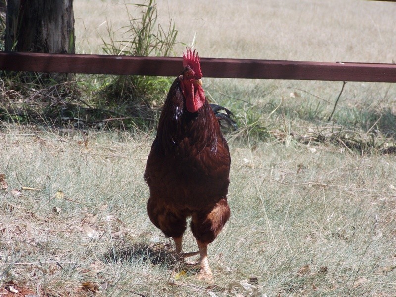 432 Hazeldean Road, Nanango QLD 4615