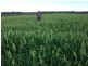 Nanango QLD 4615