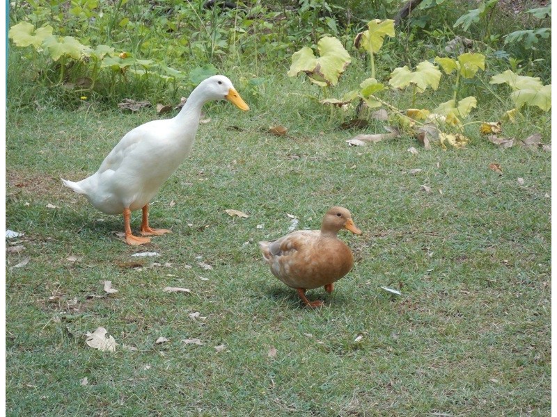 246 Old Esk North Road, Nanango QLD 4615