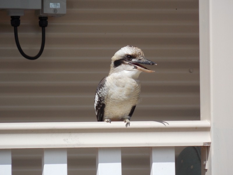 89 Major Road, Nanango QLD 4615