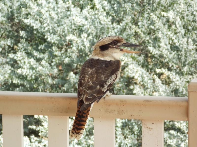 89 Major Road, Nanango QLD 4615