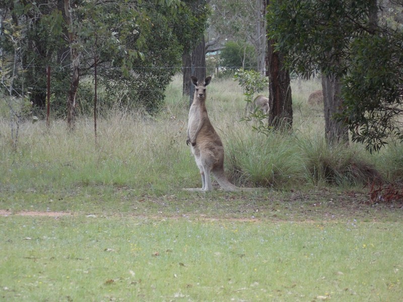 Nanango QLD 4615