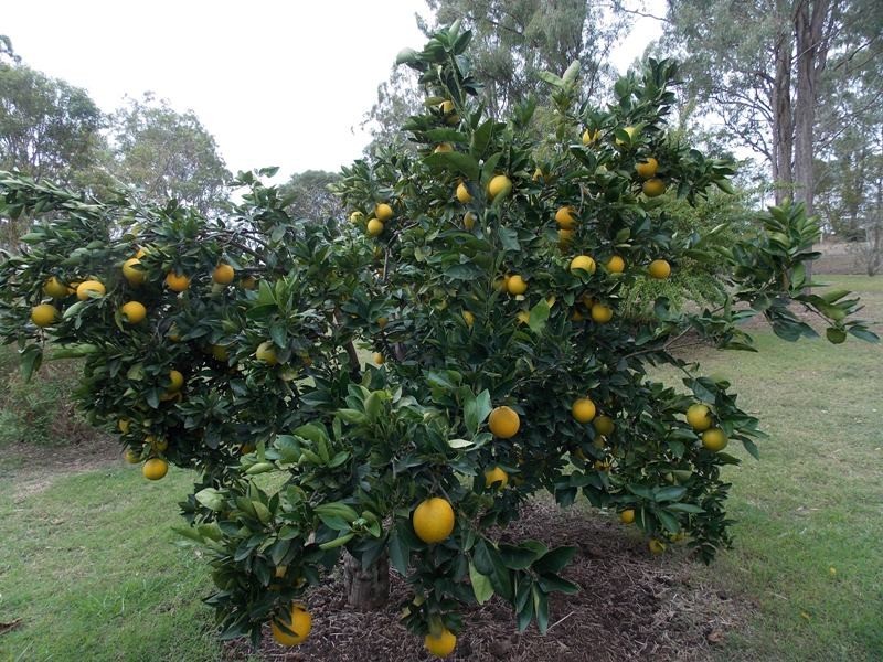 1785 Brooklands Road, Nanango QLD 4615