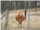 125 Runnymede Estate Road, Nanango QLD 4615