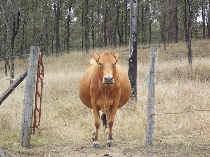 125 Runnymede Estate Road, Nanango QLD 4615