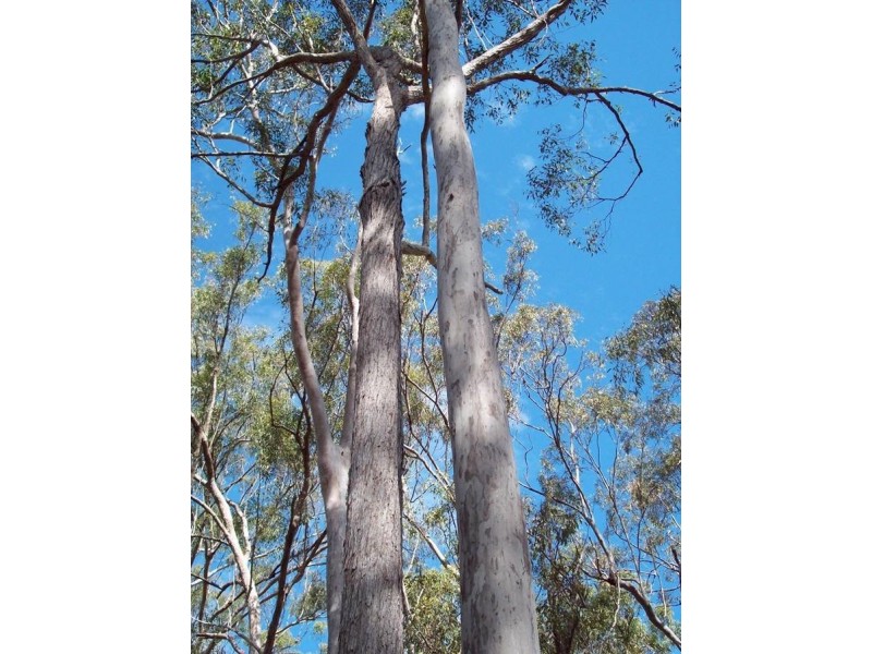 Lot 25 Sittella Crescent, Delan QLD 4671