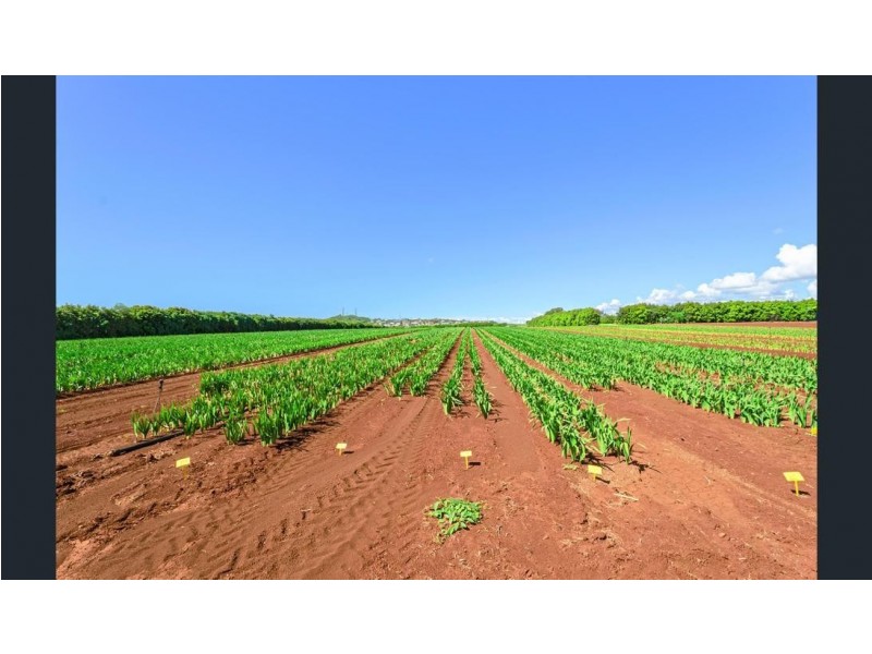 451 BARGARA RD, Qunaba QLD 4670