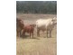 Cloyna QLD 4605