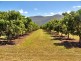 Majors Creek QLD 4816