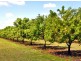 Majors Creek QLD 4816