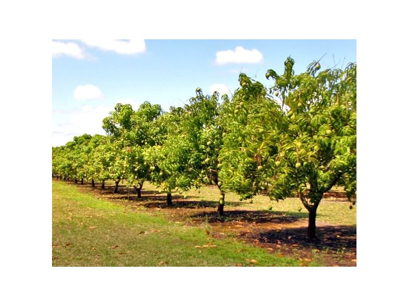 Majors Creek QLD 4816