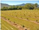 Majors Creek QLD 4816