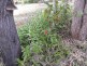 Brassall QLD 4305