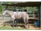 St George QLD 4487