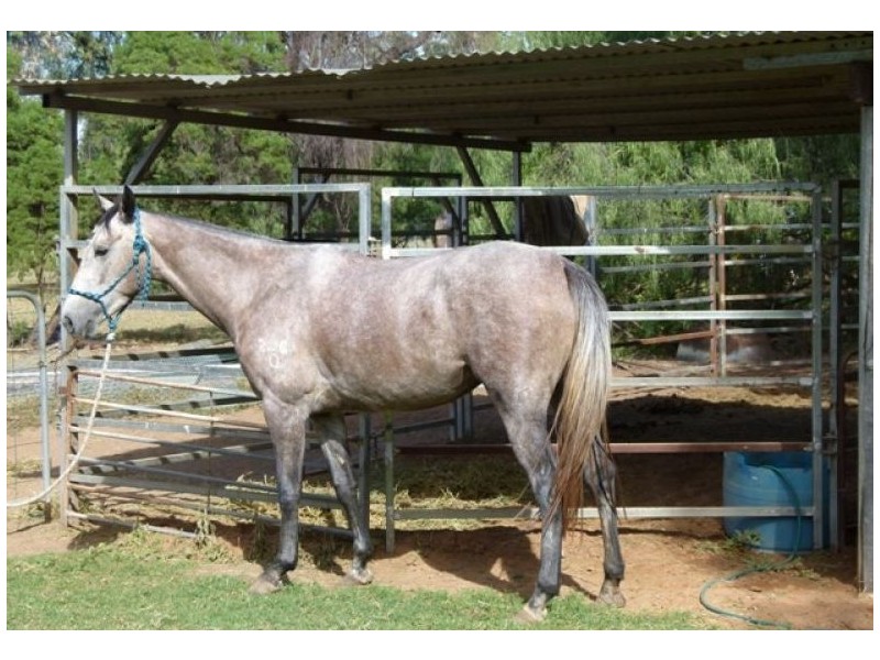 St George QLD 4487