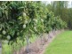 Taromeo QLD 4306