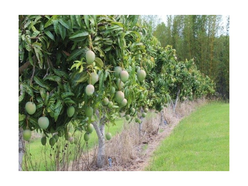 Taromeo QLD 4306