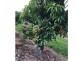 Taromeo QLD 4306