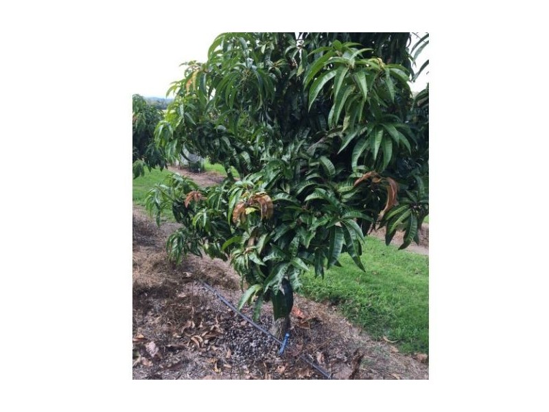 Taromeo QLD 4306