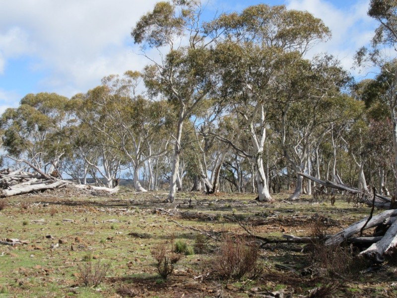 466 Caddigat Rd, Dry Plain NSW 2630