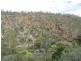 466 Caddigat Rd, Dry Plain NSW 2630