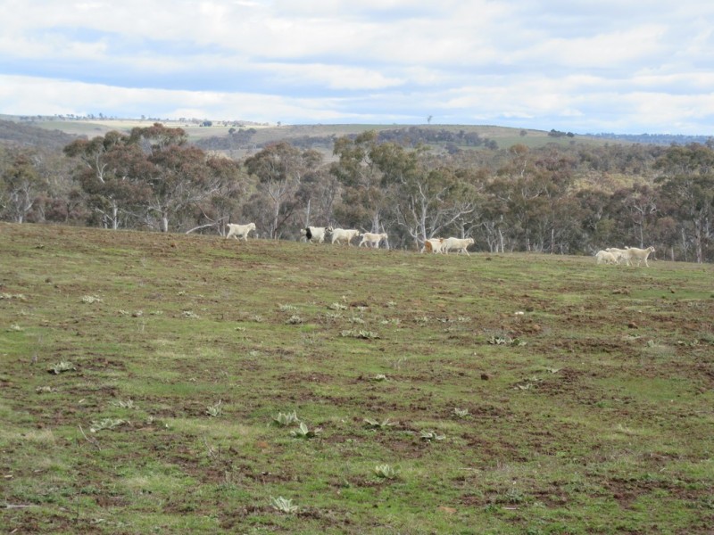 466 Caddigat Rd, Dry Plain NSW 2630